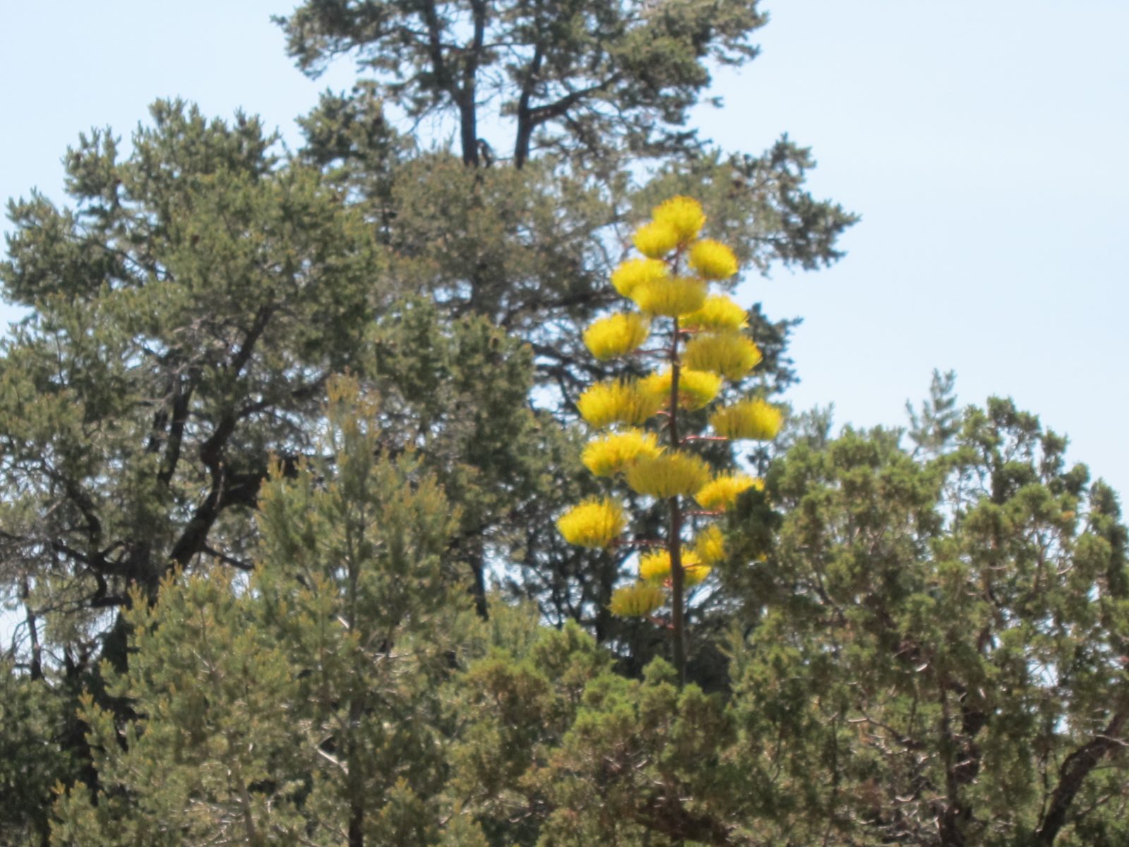 And another of the wild yellow agave blooms.